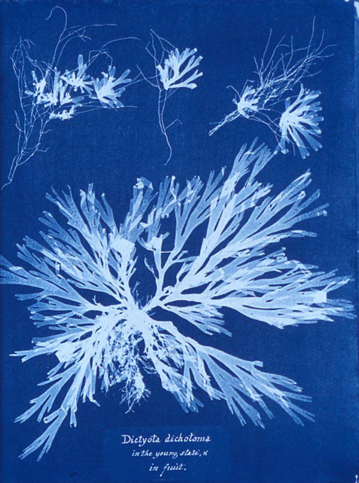 Anna Atkins "Algae" (Cyanotypie)
